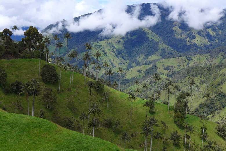 Bosque de palmas de Cera en Tochecito