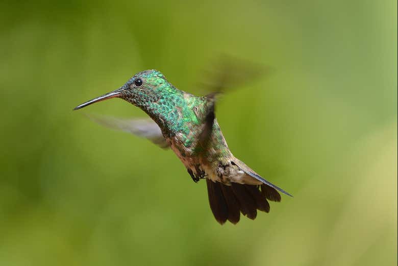 Veremos pájaros coloridos durante el recorrido