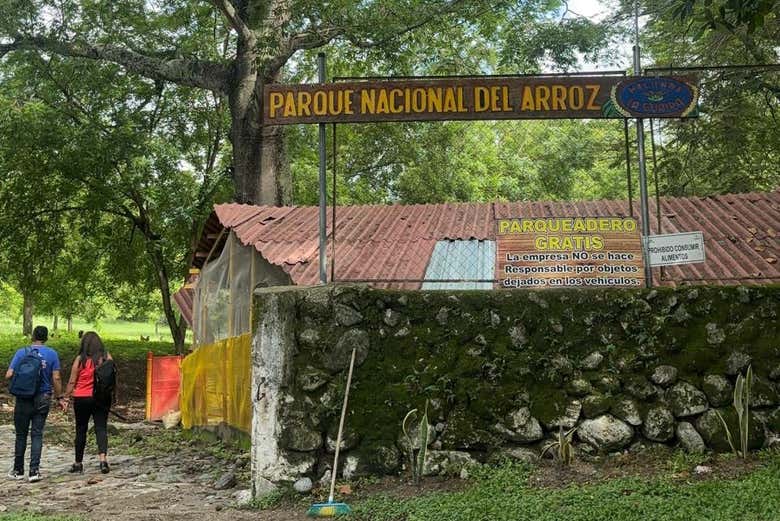 Il riso, uno dei prodotti più importanti della Colombia