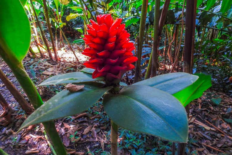 Una particolare pianta del canyon del Combeima