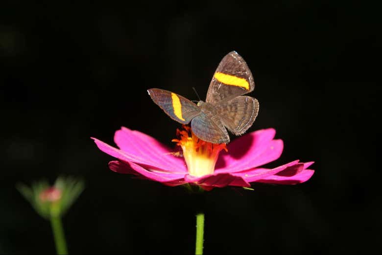 La reserva natural alberga cientos de mariposas
