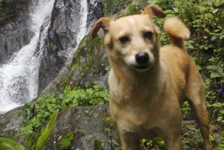 Las mascotas son bienvenidas en este tour