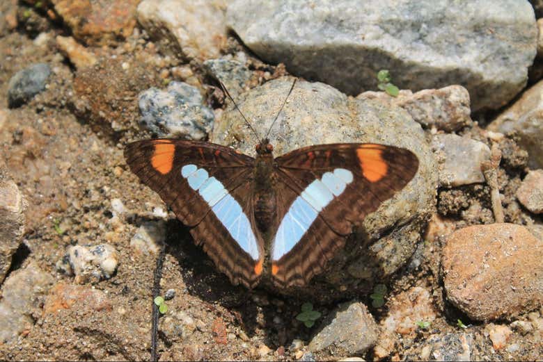Una de las tantas mariposas de Entreaguas