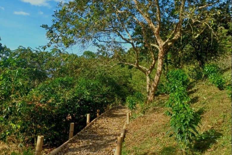 Atravesando el bosque de la región