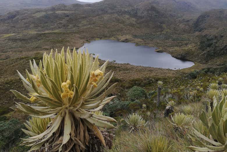 Naturaleza en el Parque Nacional de los Nevados
