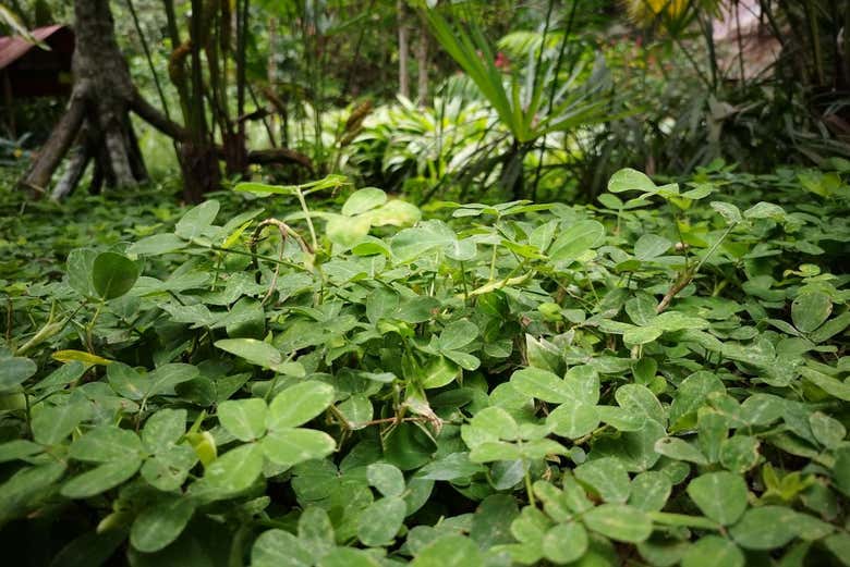 Densa vegetación de la región
