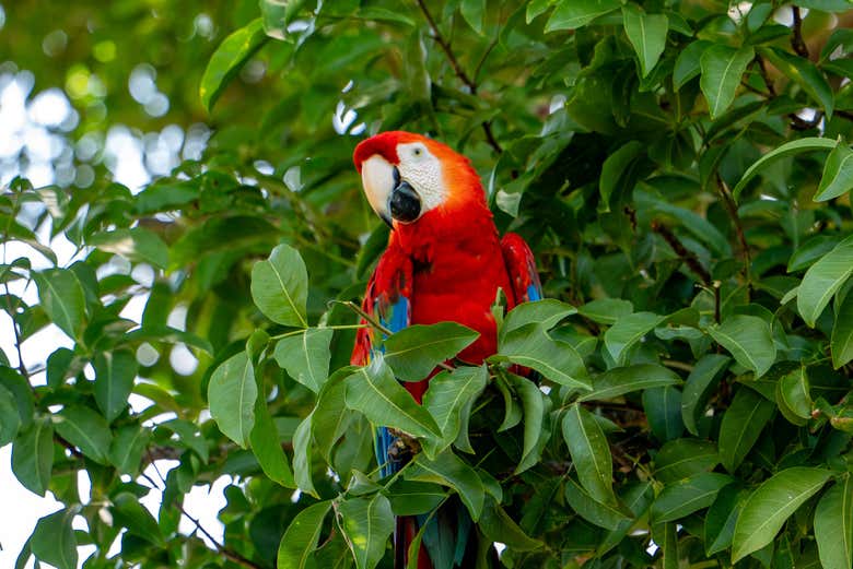 Spot a macaw!