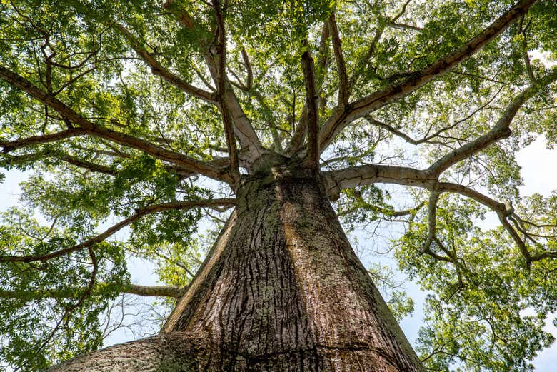 Discover the iconic tree of the Buendía family 