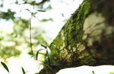 Tour privado en bicicleta por el cañón del Combeima