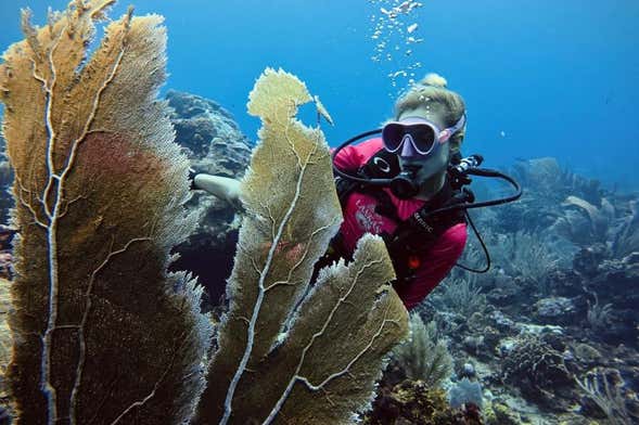 Isla Fuerte Beginner's Scuba Diving