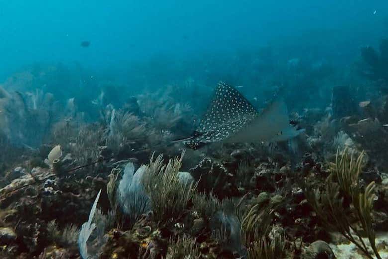 Vida marina cerca de los arrecifes tropicales