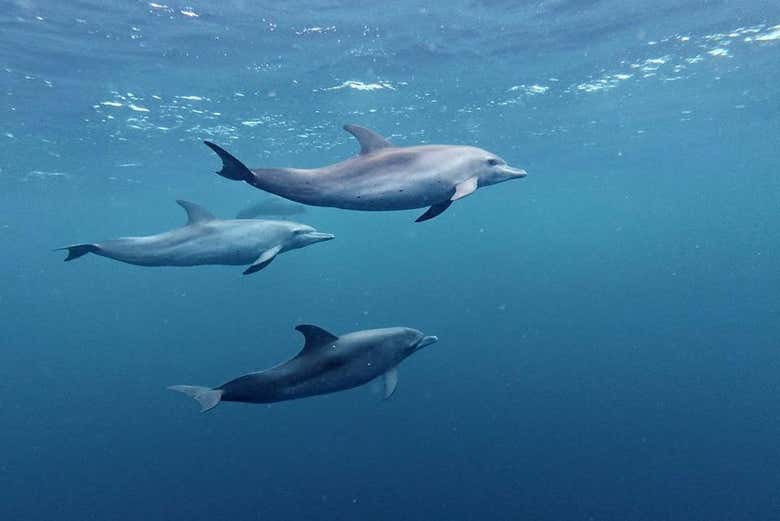 Delfines jugando en aguas cristalinas