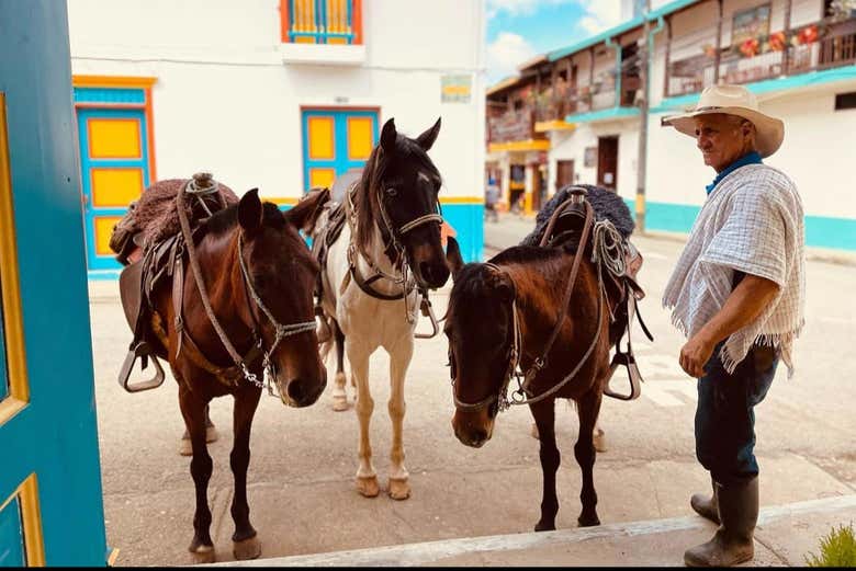 Cavalli pronti per la passeggiata