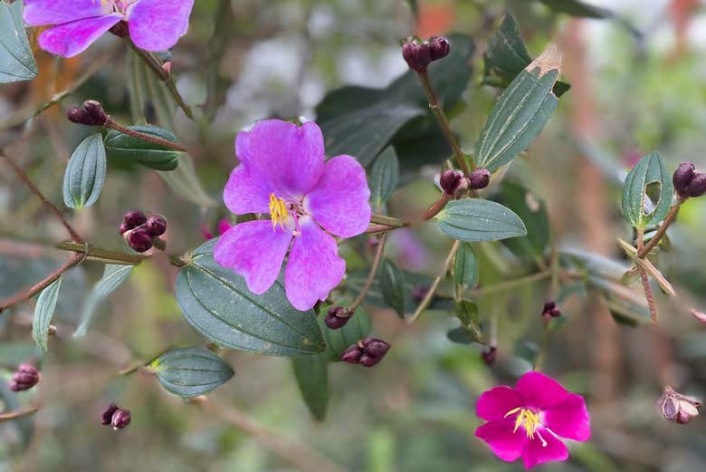 Uma experiência única!