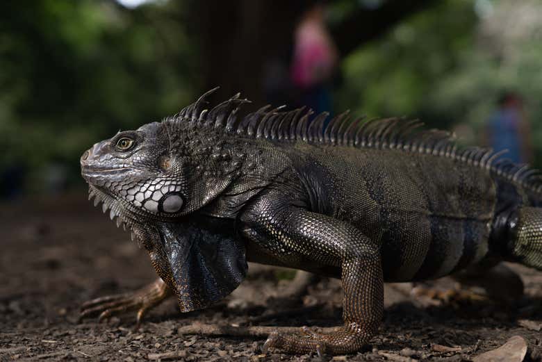 Una simpática iguana en la selva de Antioquia