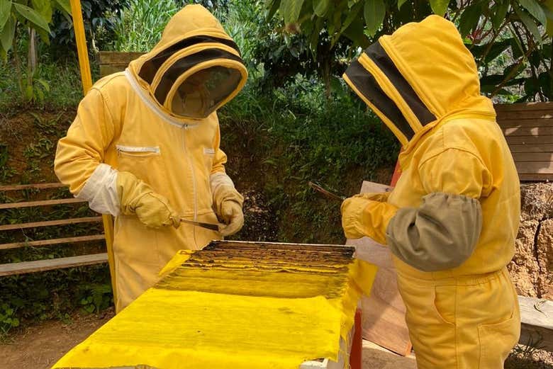 Você aprenderá como funcionam as câmaras de criação