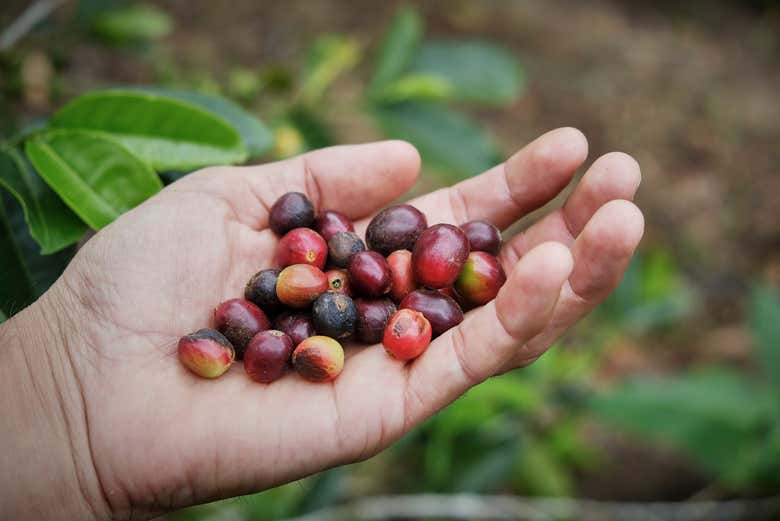 Récolte des grains de café