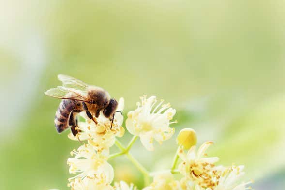 Tour de la miel por Jardín