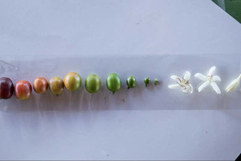 Learn about the different stages of the coffee bean