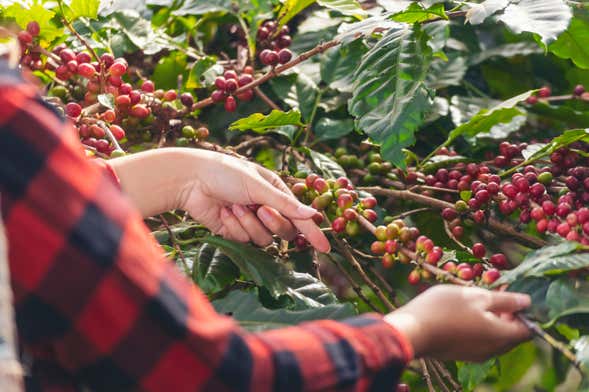Visite à la découverte du café à Jerico