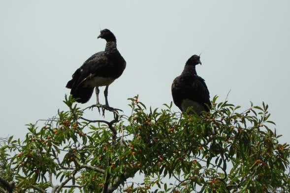 Avistamiento de aves en Mundo Amazónico
