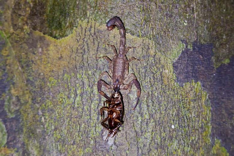 Uno scorpione e la sua preda