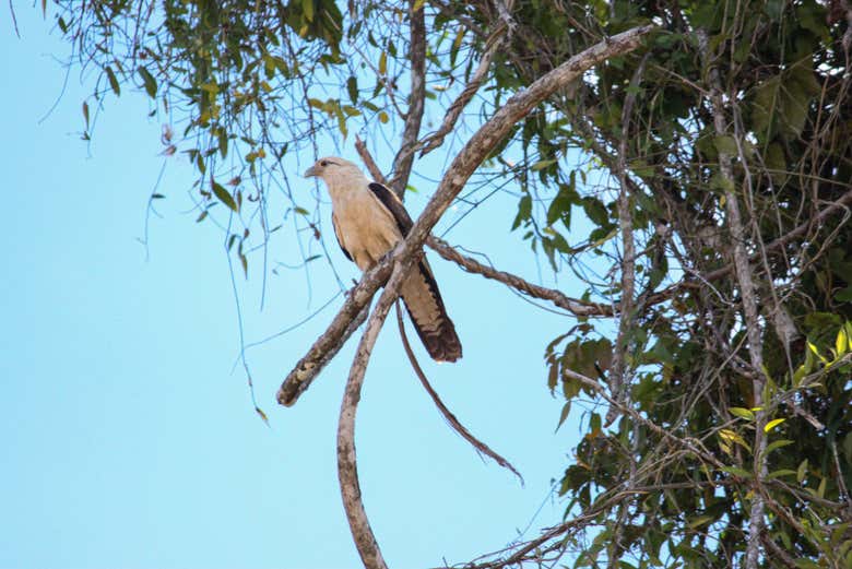 Ave da floresta de Leticia