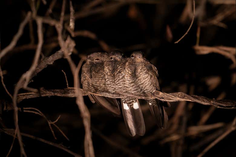 Uccelli appollaiati su un ramo
