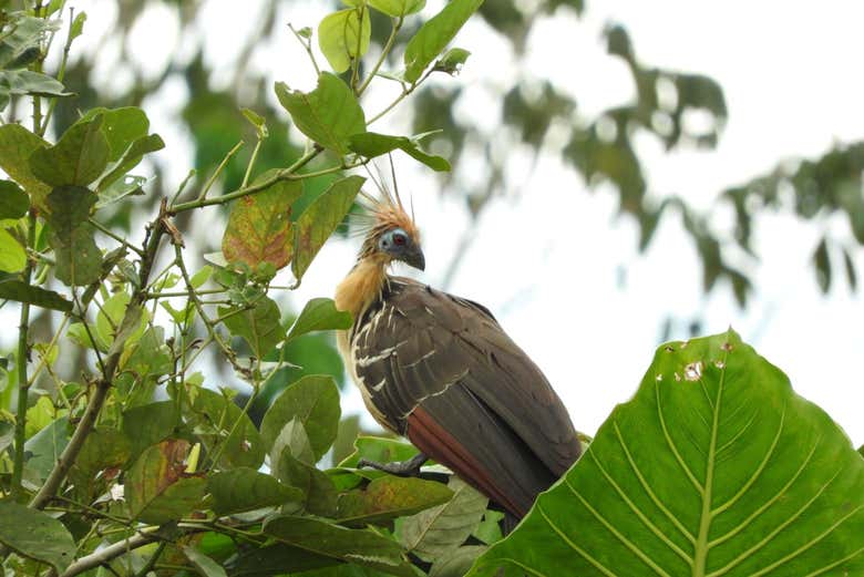 Un tour perfecto para la observación de aves amazónicas