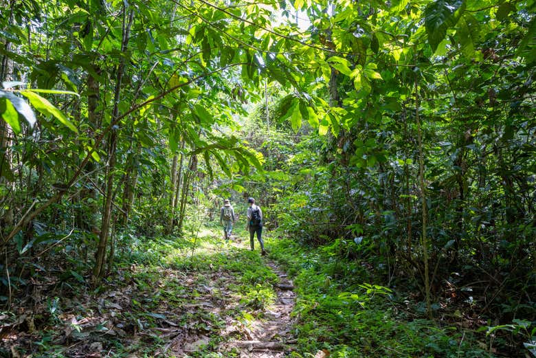 Caminhando pela floresta amazônica da Colômbia
