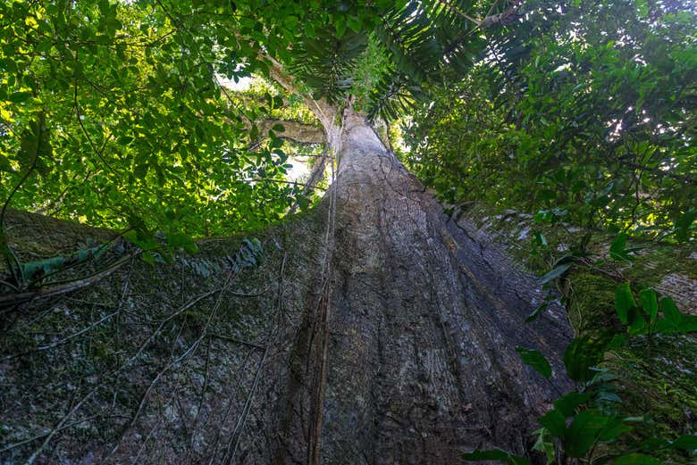 The Ceiba, the tallest tree in the Amazon