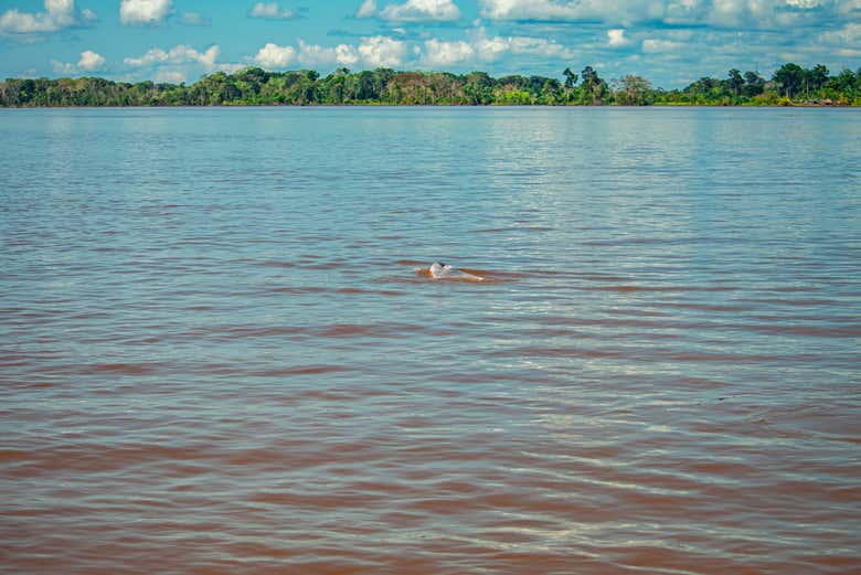 Avistando un delfín rosado