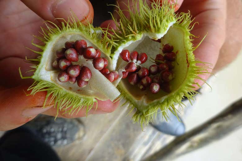 Fruto del que se saca el color