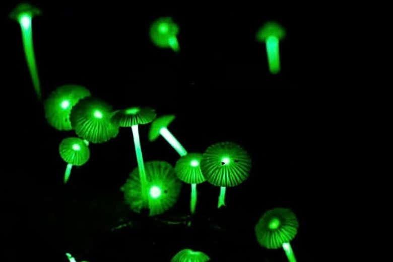 Funghi luminosi