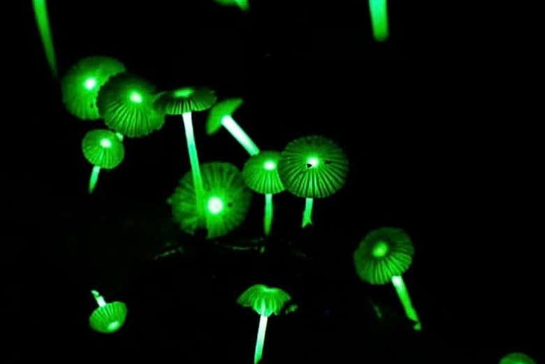En la caminata nocturna, veremos hongos bioluminiscentes