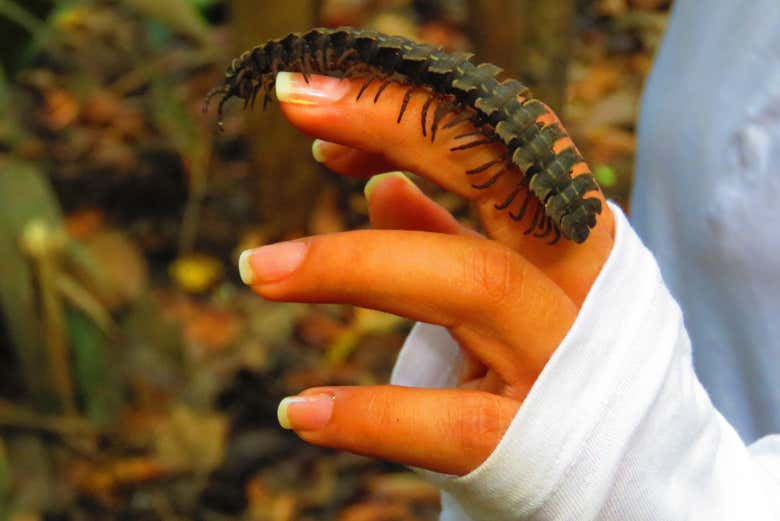 Com um inseto do Amazonas