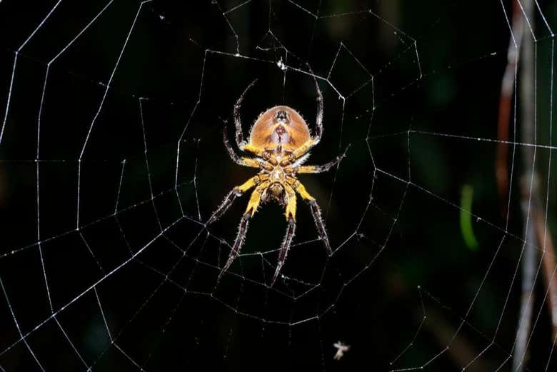 A spider making a web!
