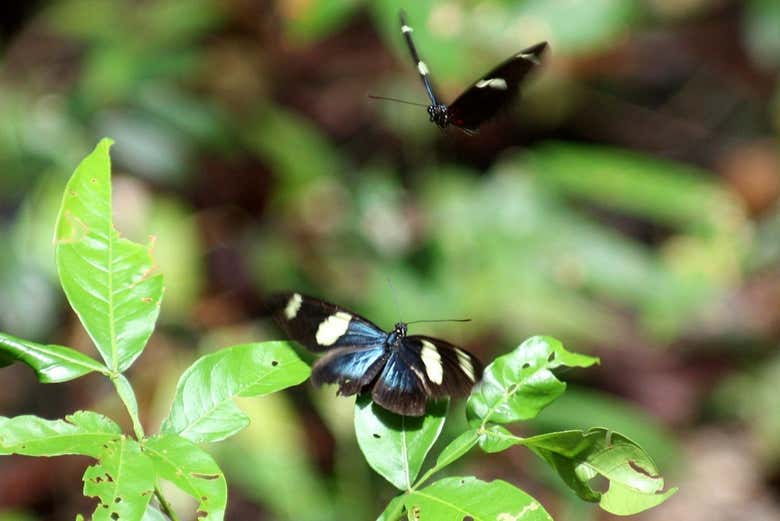 Butterflies in the Marasha Nature Reserve