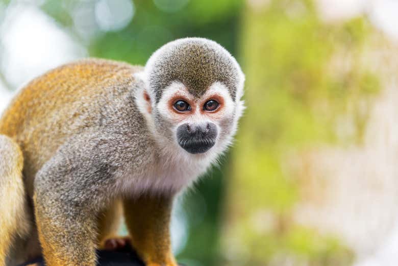 Macado na floresta amazônica