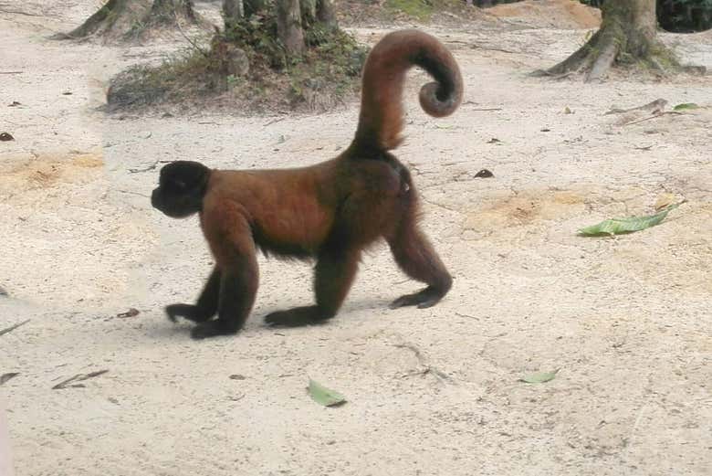 Rescued monkey in Mocagua