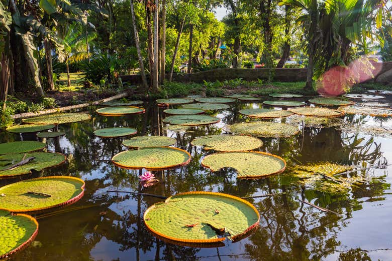 Observando as vitórias-
