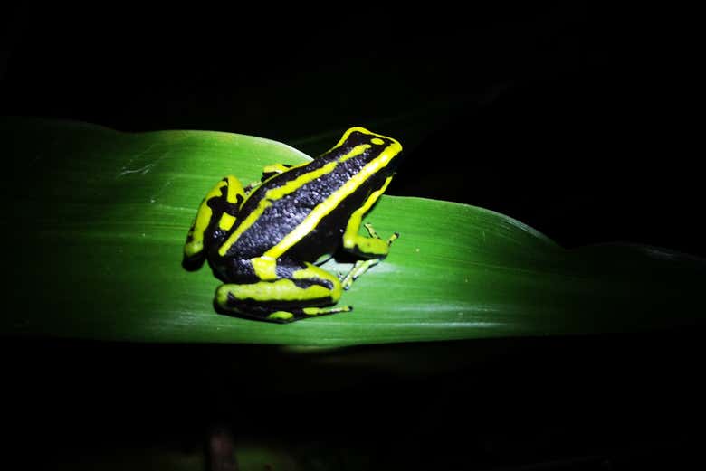 Descobrindo diferentes espécies na caminhada noturna