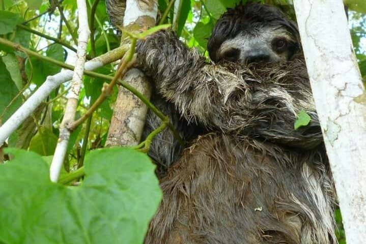 Exemplar de bicho-preguiça