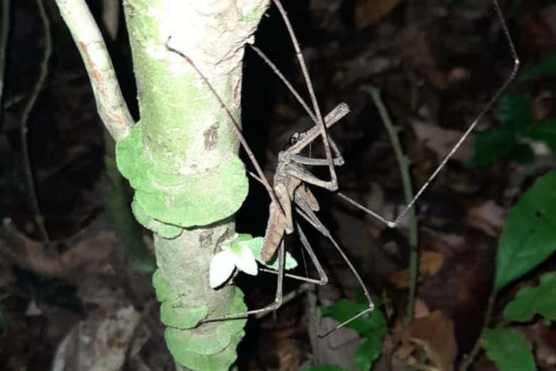Vida selvagem à noite na maloca