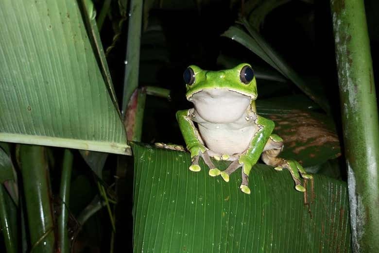 Grenouille dans la forêt colombienne