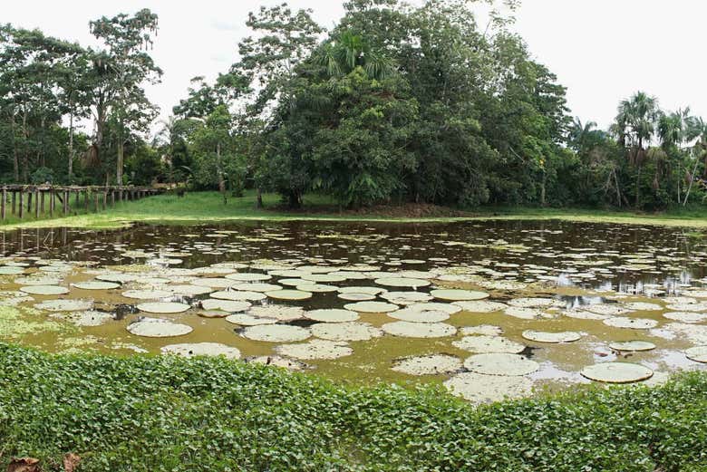 Landscapes around the Amacayacu River