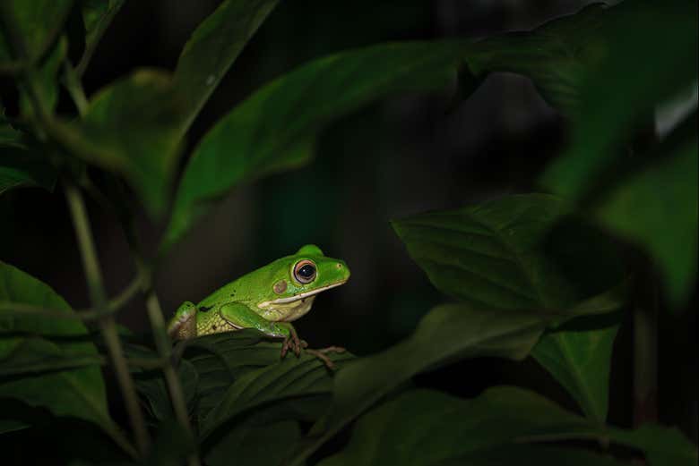 Una piccola rana verde tra le foglie