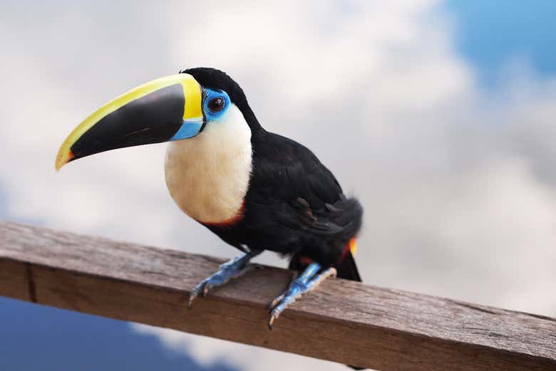 Spotting a toucan in the Marasha Natural Reserve