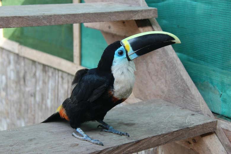 We'll see toucans and other exotic animals