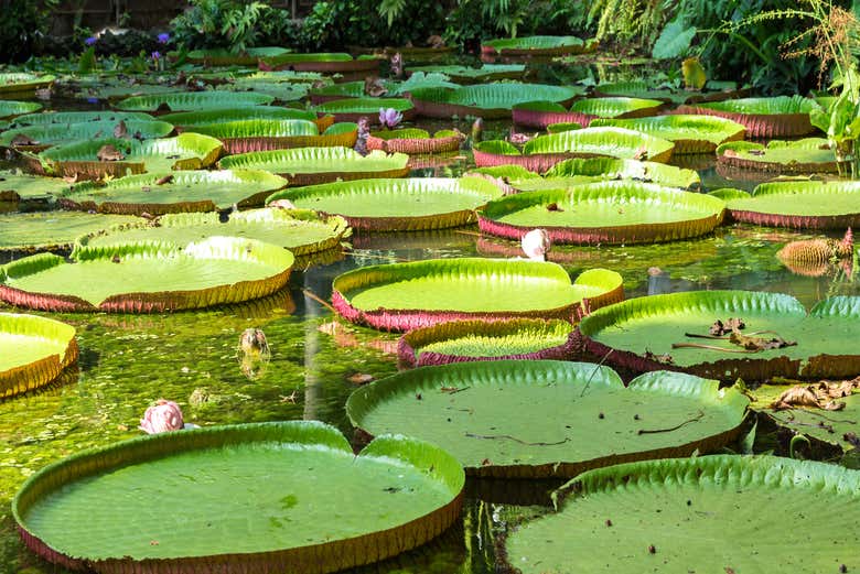 Victoria Regia